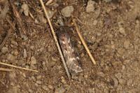 Chionodes perpetuella