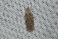 Agonopterix yeatiana