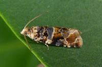 Lobesia reliquana