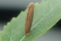Coleophora serratella
