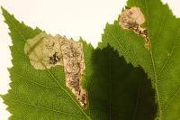 Eriocrania salopiella