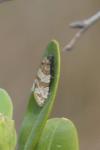 Isotrias rectifasciana