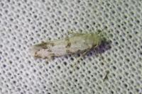 Scythropia crataegella