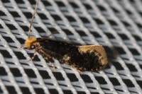 Monopis weaverella