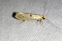 Tinea trinotella