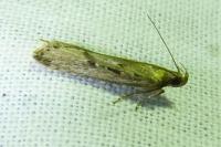 Neofaculta ericetella