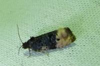 Metendothenia atropunctana