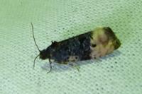 Metendothenia atropunctana