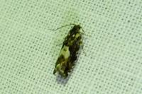Pammene argyrana