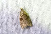 Capua vulgana
