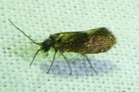 Eriocrania