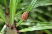 Cacoecimorpha pronubana