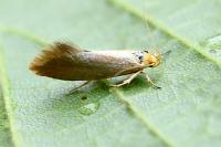 Crassa tinctella