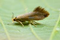 Crassa tinctella