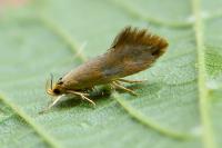 Crassa tinctella