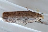 Platyedra subcinerea