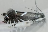 Glyphipterix