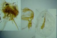 Cnephasia communana