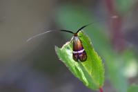 Adela australis