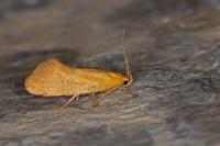 Crassa tinctella