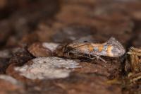 Epermenia pontificella