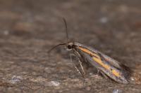 Ochromolopis ictella