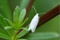 Elachista argentella
