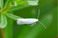 Elachista argentella