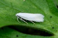 Elachista argentella