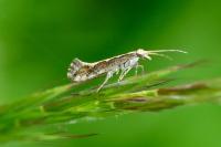 Plutella xylostella