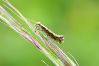 Plutella xylostella