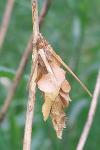 Canephora hirsuta