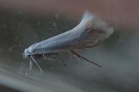 Elachista argentella