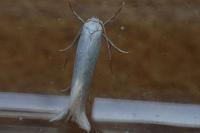Elachista argentella