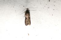 Blastobasis