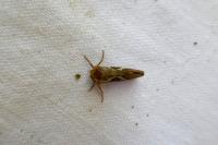 Korscheltellus lupulinus