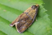 Ptycholoma lecheana