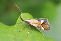 Alabonia geoffrella
