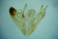 Emmelina monodactyla