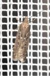 Neofaculta ericetella