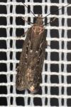 Neofaculta ericetella