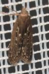 Neofaculta ericetella