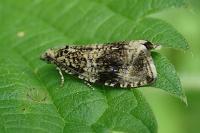 Celypha lacunana
