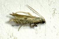 Parornix anglicella