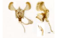 Parornix anglicella