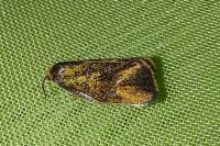 Ptycholoma lecheana