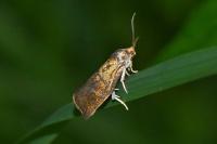 Ptycholoma lecheana