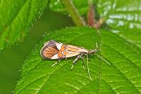 Alabonia geoffrella