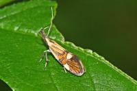 Alabonia geoffrella