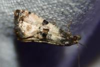 Cochylis atricapitana